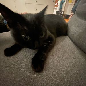 Meet your Posher, Felix